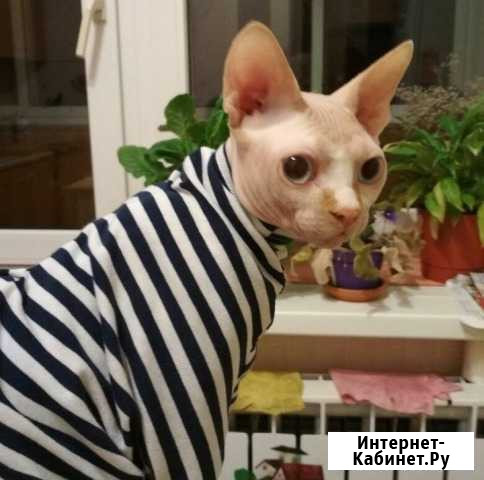 Вязка. Канадский сфинкс кот Ногинск - изображение 1
