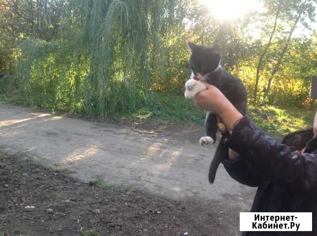 Котик, 2 месяца Киреевск - изображение 1