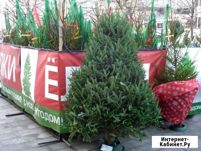Продаю ели/сосны - с доставкой Самара - изображение 1