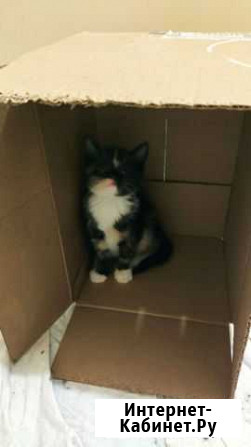 Котенок Лянтор - изображение 1