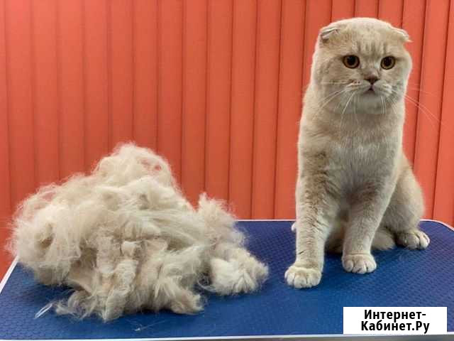 Шотландский кот вязка Благовещенск - изображение 1