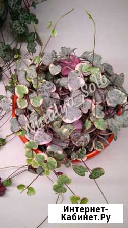 Церопегия Вуда вариегатная (Ceropegia woodii) Ашукино - изображение 1