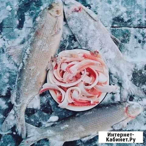 Рыба Воркута - изображение 1