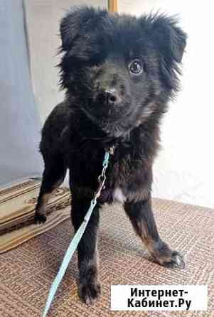 Ласковый,очень умный домашний щенок Тимур ищет дом Москва