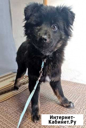 Ласковый,очень умный домашний щенок Тимур ищет дом Москва - изображение 1