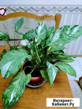 Спатифиллум gemini Джемини женское счастье Санкт-Петербург