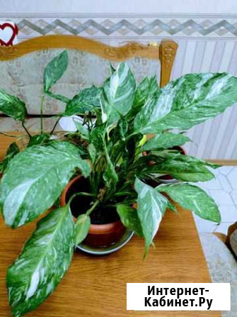 Спатифиллум gemini Джемини женское счастье Санкт-Петербург - изображение 1