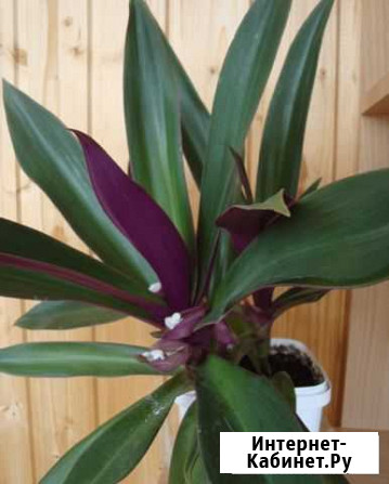 Рео Ижевск - изображение 1