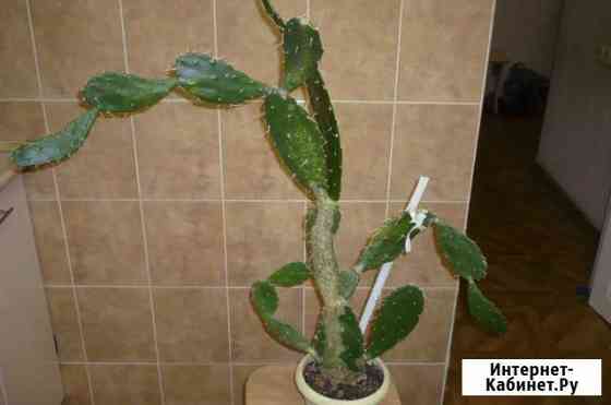 Кактус Опунция Ростов-на-Дону