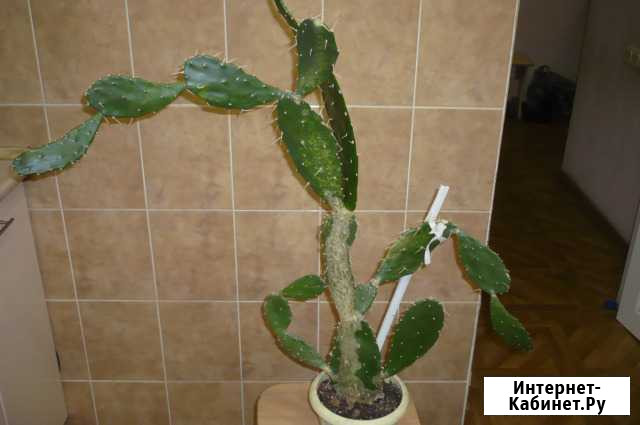 Кактус Опунция Ростов-на-Дону - изображение 1