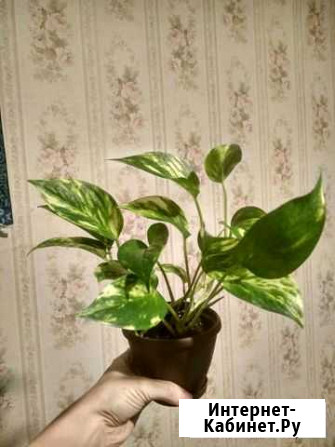 Сциндапсус Омск - изображение 1