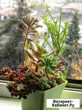 Набор суккулентов Сочи