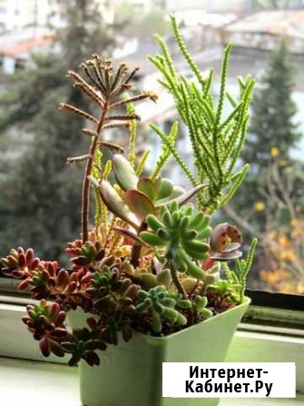 Набор суккулентов Сочи - изображение 1