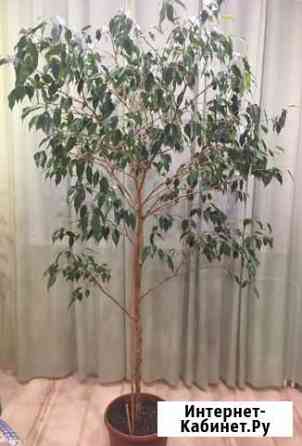 Фикус бенджамина 190 см Красноярск