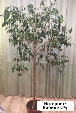 Фикус бенджамина 190 см Красноярск - изображение 1