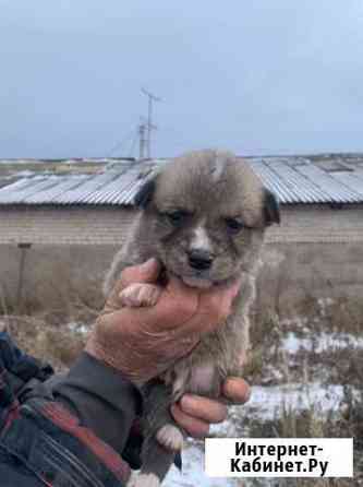 Щенок мальчик в добрые руки Дюртюли