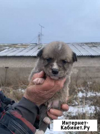 Щенок мальчик в добрые руки Дюртюли - изображение 1