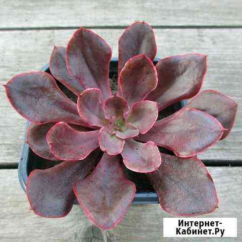 Эхеверия Pink Frills (Крашенные рюши) Ижевск