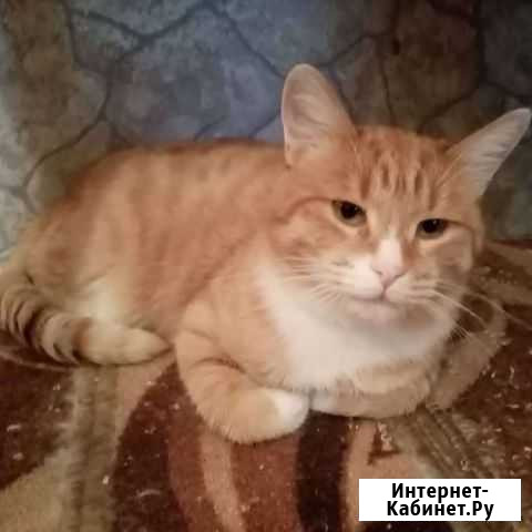 Рыжик в любящие руки Одинцово - изображение 1