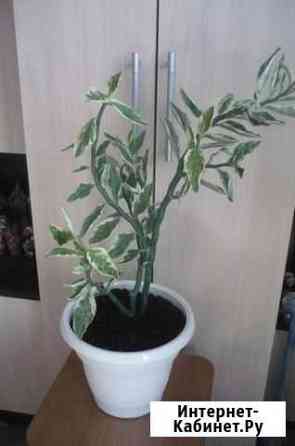 Цветок Педилантус Ростов-на-Дону