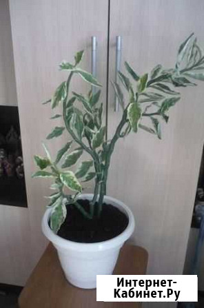 Цветок Педилантус Ростов-на-Дону - изображение 1