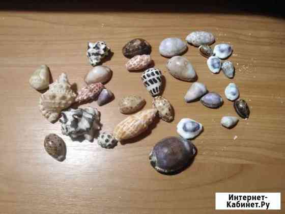 Ракушки для аквариума Новосибирск