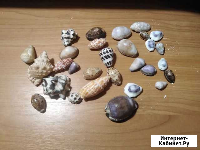 Ракушки для аквариума Новосибирск - изображение 1