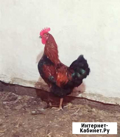 Петух Кувандык - изображение 1