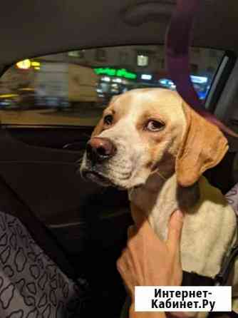 Английский пойнтер Элвис ищет своего человека Санкт-Петербург