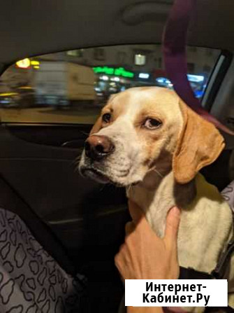 Английский пойнтер Элвис ищет своего человека Санкт-Петербург - изображение 1