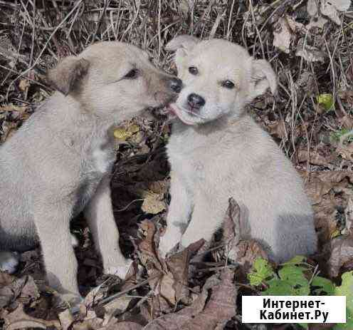 Красивые щенки 2х мес Краснодар