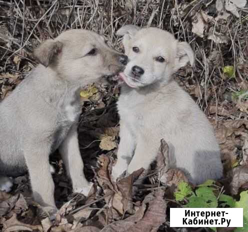 Красивые щенки 2х мес Краснодар - изображение 1