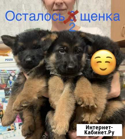 Щенки немецкой овчарки Тюмень - изображение 1