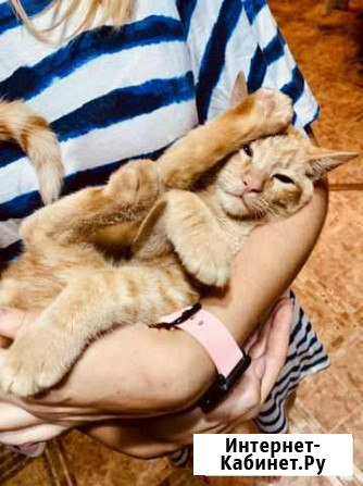 Котенок Севастополь - изображение 1