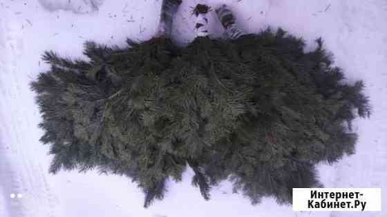 Веник из пихты пучки из пихты Рязань