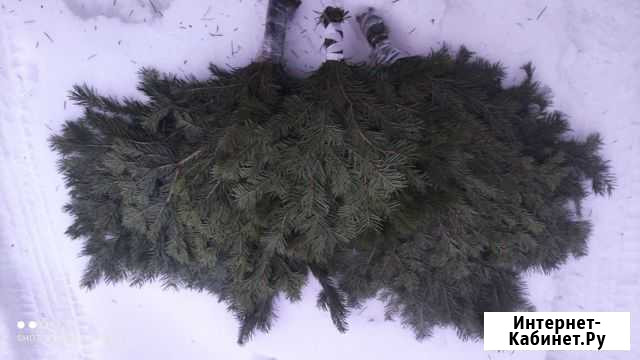 Веник из пихты пучки из пихты Рязань - изображение 1