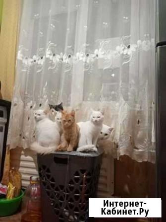 Котята в добрые руки Рубцовск - изображение 1