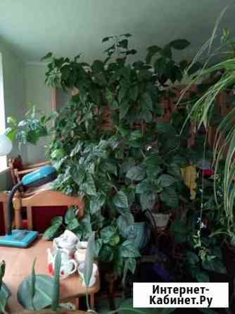 Гибискус китайская роза Ставрополь