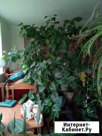 Гибискус китайская роза Ставрополь - изображение 1