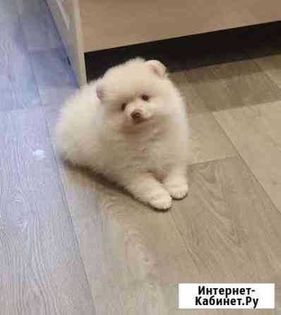Шпиц Линда