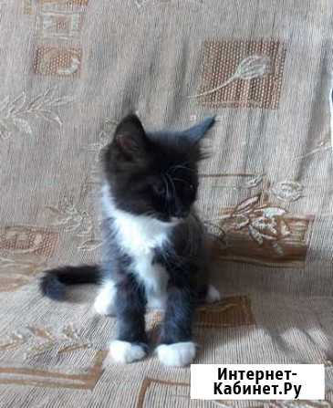 Котята мейн-кун продажа Короча - изображение 1
