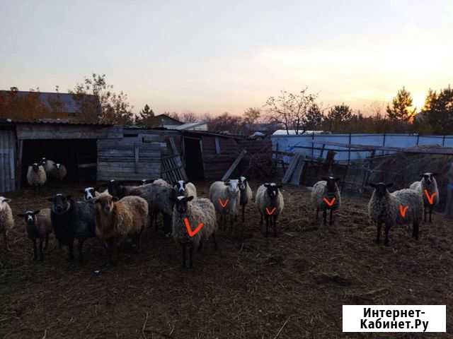 Овцы бараны ягнята Азово - изображение 1