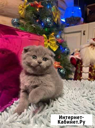 Шотландские котята Михнево - изображение 1