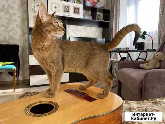 Абиссинский кот вязка Санкт-Петербург