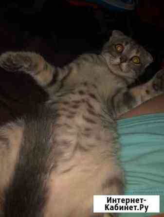 Кошка Белгород