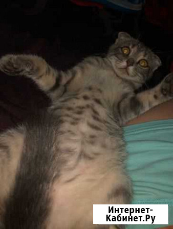 Кошка Белгород - изображение 1