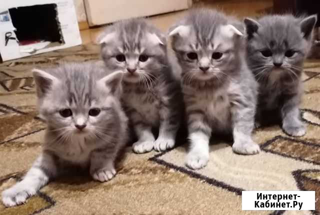 Шотландские вислоухие котята Смоленск - изображение 1