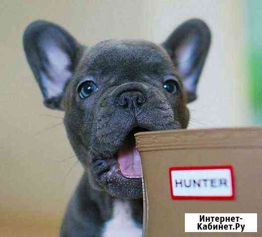 Французский бульдог голубой Москва