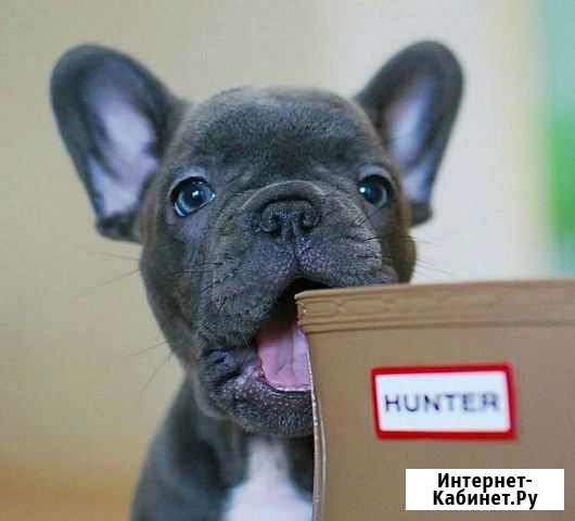 Французский бульдог голубой Москва - изображение 1