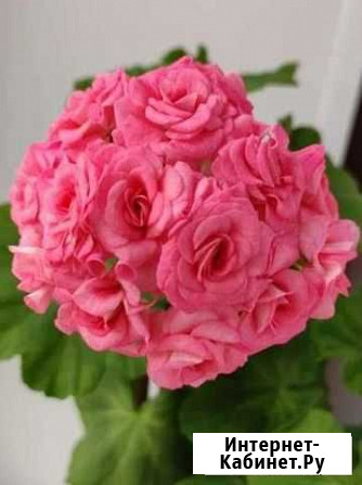 Пеларгония Graingers Antique Rose Тамбов - изображение 1
